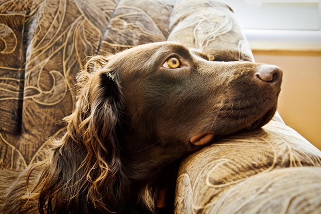 Haustier-Hund-Porträt