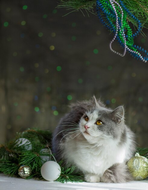 Haustier im Zimmer mit Weihnachtsbaum Schöne Katze unter einem Weihnachtsbaum Katze und Weihnachtsspielzeug mit Bokeh-Hintergrund der Weihnachtsbeleuchtung mit Kopierraum