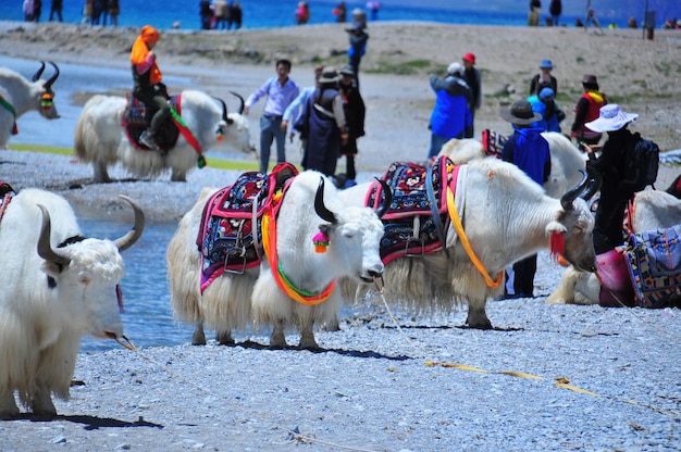 Foto haustier in tibet