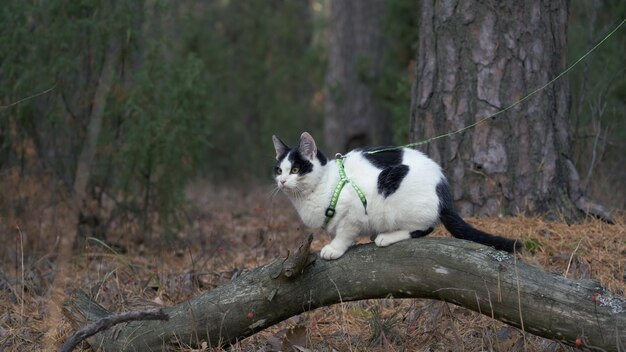 Haustier Katze auf einem Spaziergang im Freien mit Leine und Geschirr. Frau geht mit ihrer flauschigen Katze an der Leine im Wald auf einem grünen Rasen. Nettes Kätzchen geht mit dem Besitzer im Park spazieren. Tierpflege.