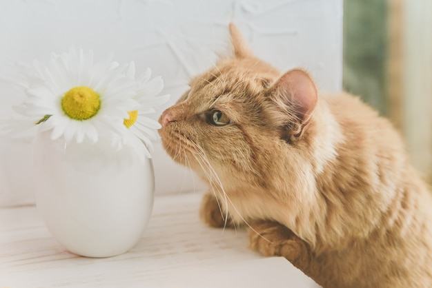 Foto haustier katze schnüffelt eine blume auf dem tisch. rote katze und gänseblümchen