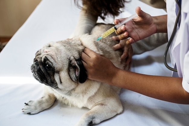 Haustier Mops, der eine Neigung hat