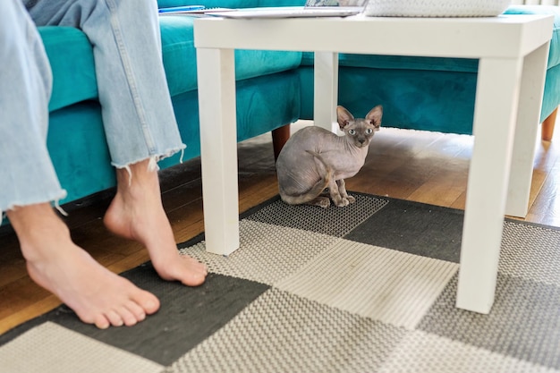 Haustier-Sphinx-Katze, die zu Hause unter dem Tisch in der Nähe der kahlen Katze des Besitzers sitzt