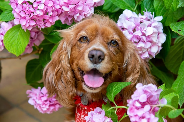 Haustier Tier; Spanielcocker im Garten