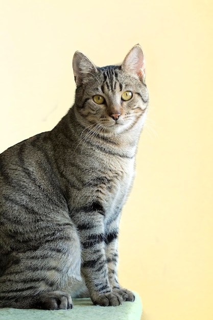 Haustier Tier; süße katze drinnen. Hauskatze.