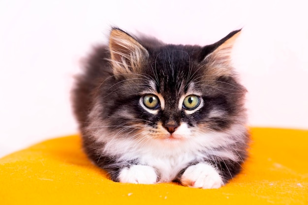 Haustier Tier; süße katze drinnen. Nette Kätzchenkatze.