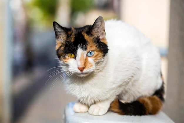 Haustier Tier; süße Katze