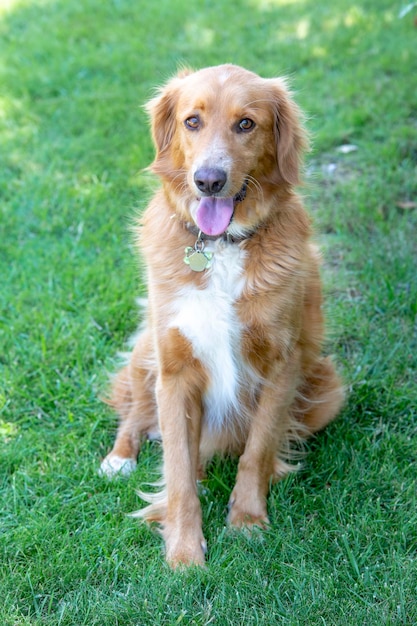 Haustier Tier; süßer Hund im Freien. Haushund.