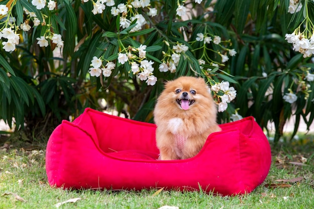 Haustier Tier; süßer pommerscher hund in der natur