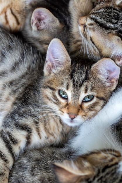 Haustier Tier; süßes Kätzchen Tabby