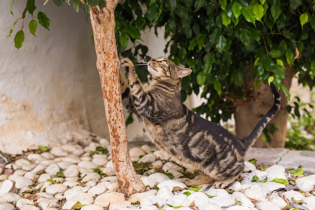 Haustier und Hygiene - gestreifte Katze, die am Baum bleibt, der Krallen schärft.