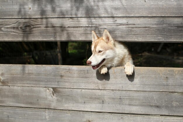 Haustier und Tier, Siberian Husky, Hundejahr.