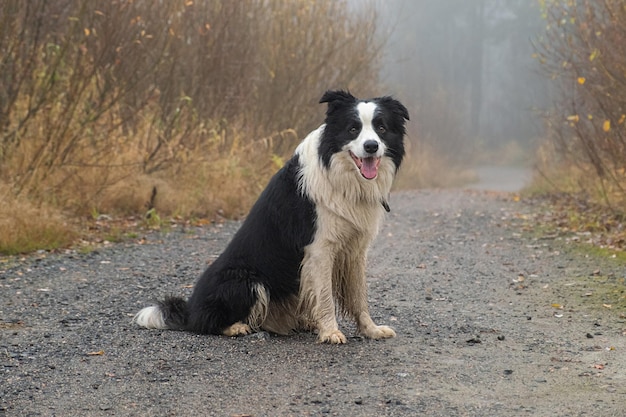 Haustieraktivität niedlicher Hündchen-Border-Collie, der im Herbstparkwald im Freien sitzt, Hund beim Spazierengehen