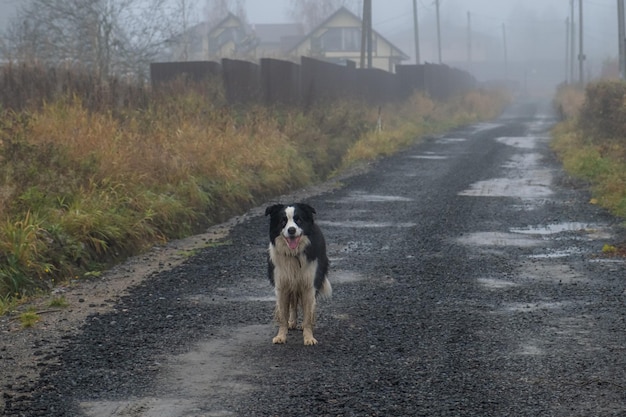 Haustieraktivität Niedlicher Welpe Border Collie läuft an einem Herbsttag im Freien auf der Straße Haustierhund läuft an einem nebligen Herbsttag spazieren Hallo Herbstkonzept für kaltes Wetter