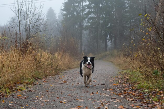 Haustieraktivität Niedlicher Welpe Border Collie läuft im Herbstpark im Freien Haustierhund beim Spaziergang an einem nebligen Herbsttag Hallo Herbstkonzept für kaltes Wetter