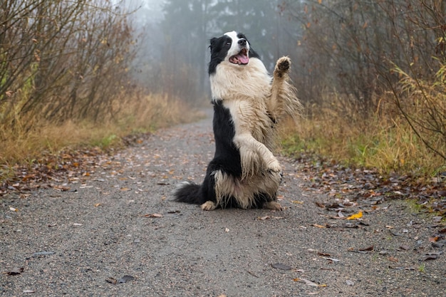Haustieraktivität: süßer Hündchen-Border-Collie, der im Herbstpark im Freien springt, Hund beim Spazierengehen im Nebel
