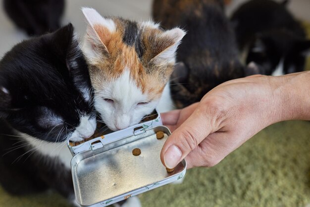 Haustierbesitzer füttert Katze mit Trockenfuttergranulat aus der Handfläche Mann Frau gibt Katze Leckerchen Schönes gestreiftes Tabby-Feline-Kätzchen