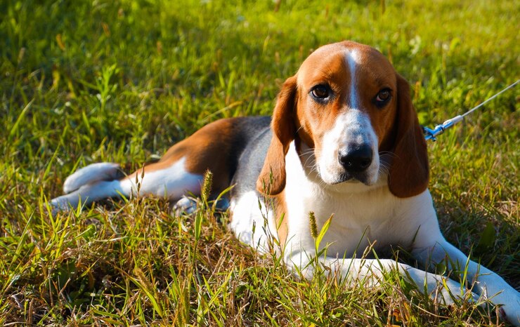 Foto haustiere beagle hund estnischer jagdhund entzückender welpe für einen spaziergang auf dem grünen rasen in den strahlen des sonnenuntergangs
