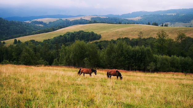 Haustiere, felsige Berge, braunes Pferd