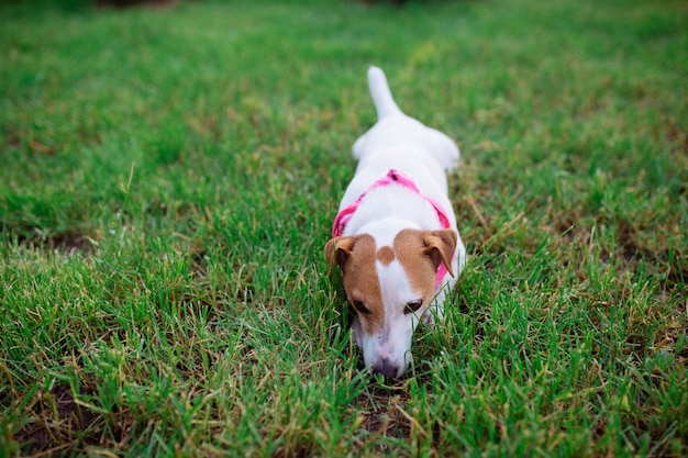 Haustiere. Hund Jack Rusl Terrier wird auf dem Gras gespielt, um Wild zu jagen. Welpenjäger, um Spaß auf dem Rasen zu haben.