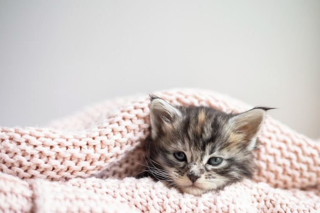 Haustiere süße kleine Maine-Coon-Rassen Kätzchen schläft unter einer rosa gemütlichen Strickdecke Pet Care Platz für Text