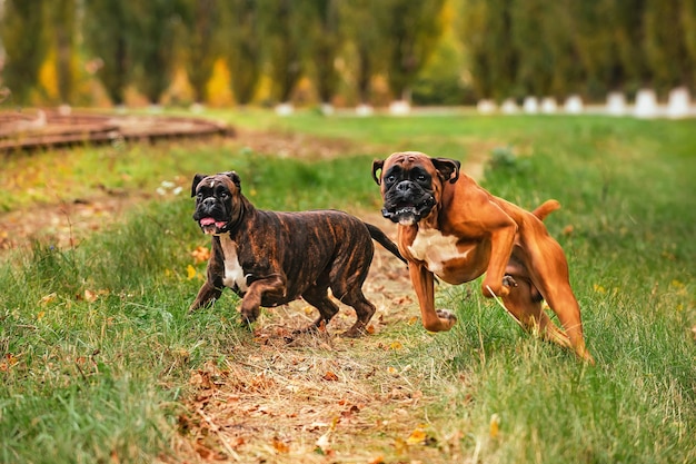Haustiere, zwei Hunde der deutschen Boxerrasse, spielen fröhlich und aktiv bei einem Spaziergang miteinander
