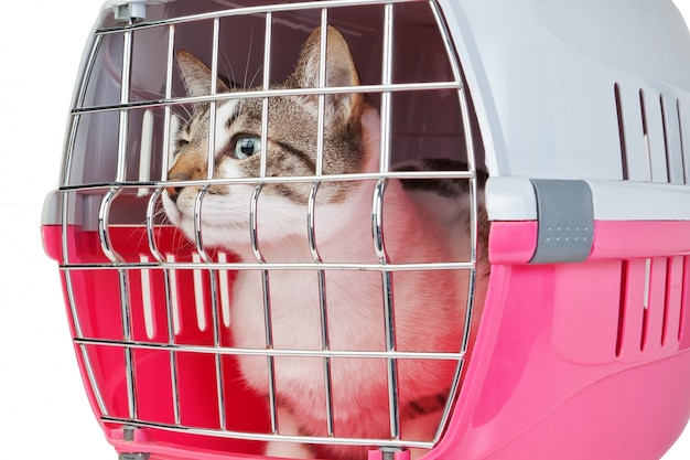 Haustierkatze gefangen in einem Käfig für einen Tierarzt.