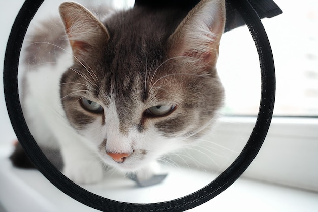 Haustierkatze in einer Veterinärhalsbandnahaufnahme