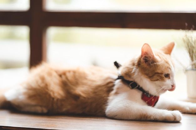 Haustierporträt der süßen braunen Katze auf dem Tisch Café schönes weißes Fellkätzchen Säugetier Tier Hintergrundkonzept entzückendes flauschiges Gesicht und hübsches Auge Tabby