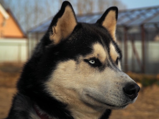 Haustierporträts Nahaufnahmeporträt eines nachdenklichen Huskys mit schönen Augen Gebiet Leningrad Russland