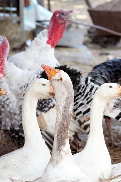 Hausvögel Gänse und Truthähne im Hof