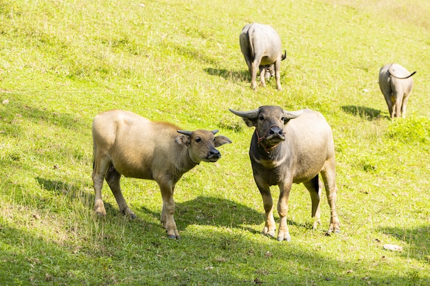 Hauswasserbüffel, der auf dem grünen Gras steht und entlang der Kamera anstarrt.