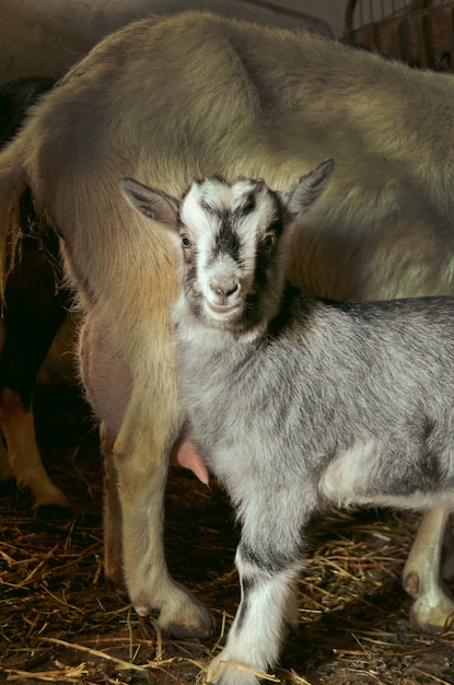 Hausziegen auf dem Bauernhof. Kleine Ziege in der Scheune, die im hölzernen Schutz steht