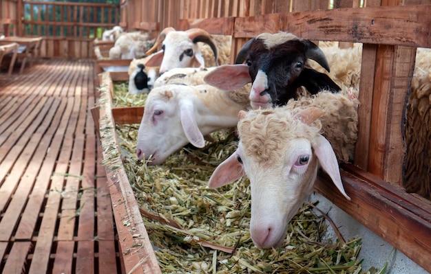 Hausziegen essen fermentiertes Gras im Bauernhaus in Kulon Progo Yogyakarta Indonesien