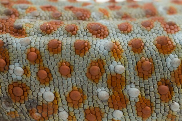 Haut von Tokay Gecko Gekko Gecko isoliert auf weißem Hintergrund