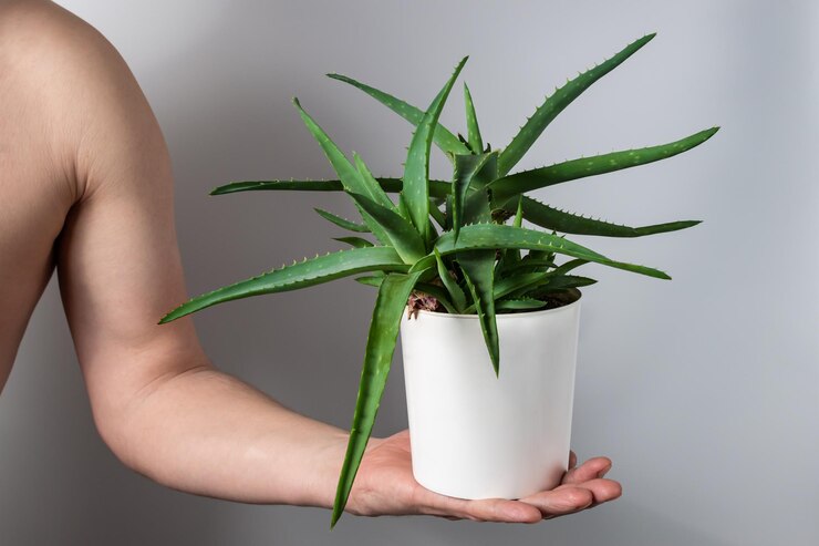 Foto hautpflegeprodukte auf aloe vera-basis reinigen die haut toner hautreiniger