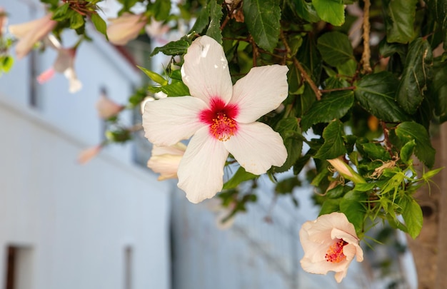 Hawaiian White Hibiscus oder Hibiscus Arnottianus in Griechenland Kykladen-Insel Blur Wandhintergrund