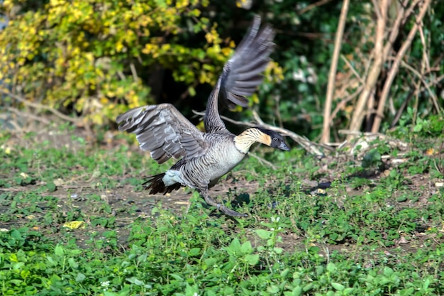 Hawaiianische Gans (Branta sandvicensis)