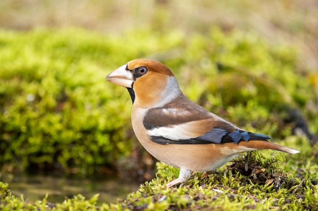 Foto hawfinch coccothraustes coccothraustes de cerca. se encuentra en un hermoso fondo.