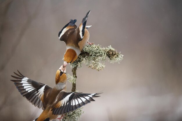 Hawfinch coccothraustes coccothraustes, com asas abertas passam comida uns aos outros.