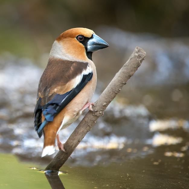 Foto hawfinch (coccothraustes coccothraustes) en el comedero para pájaros de invierno.