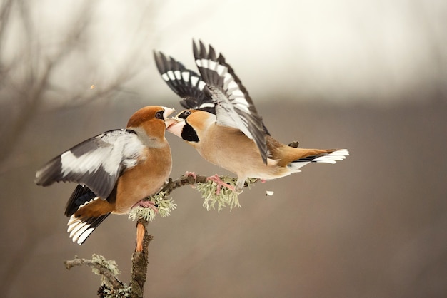 Hawfinch Coccothraustes coccothraustes. Dos pájaros pelean en el bosque.