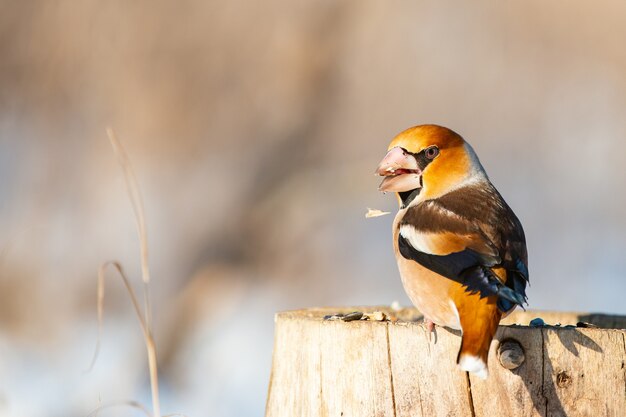 Foto hawfinch coccothraustes coccothraustes. un pájaro en el bosque de invierno.