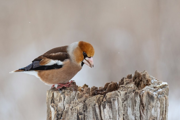 Hawfinch coccothraustes coccothraustes pássaro na floresta no alimentador. ave da europa.