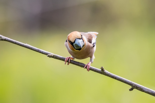 Hawfinch (Coccothraustes coccothraustes) en twig mirando en la cámara