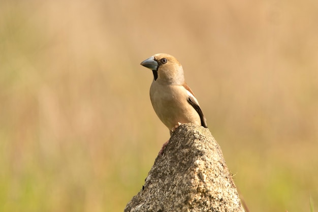 Hawfinch fêmea com a primeira luz do amanhecer e plumagem