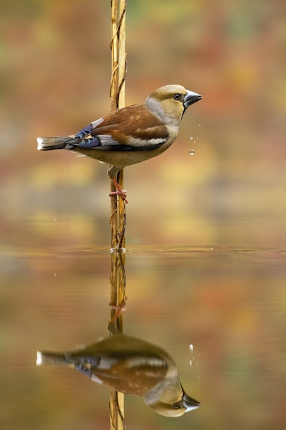 Hawfinch feminino elegante, coccothraustes coccothraustes, bebe água com gotas cair do bico. Reflexão de um pássaro do jardim acima da lagoa na natureza outonal com espaço da cópia.