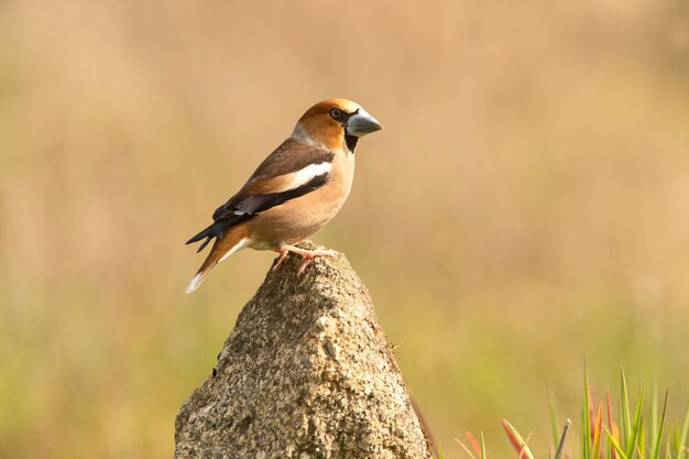 Hawfinch macho con primeras luces del amanecer con plumaje en celo