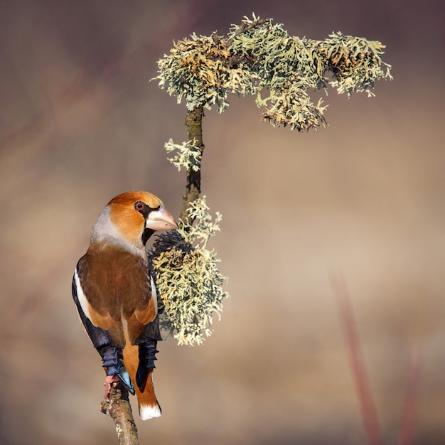 Hawfinch sitzt unter dem Schnee auf einem schönen Stock mit Moos