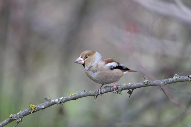 Hawfinch Vogel in der Natur